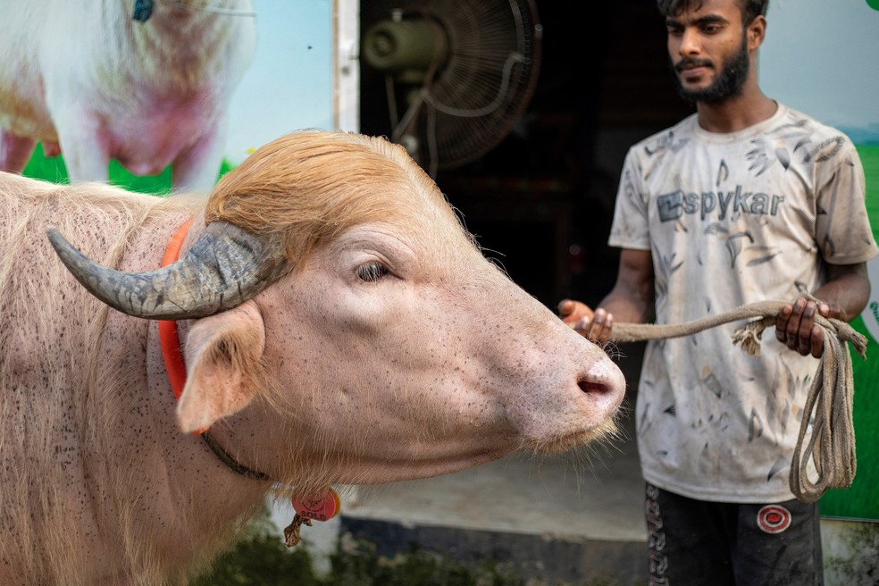 B&uacute;falo 'Donald Trump' atrai curiosos em Bangladesh &mdash; Foto: SALAHUDDIN AHMED / AFP