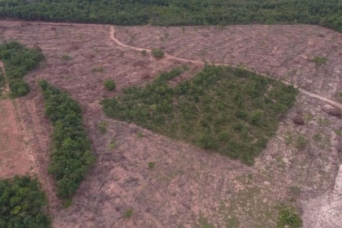 MPMS multa proprietário em R$ 13 mil por desmatamento ilegal de mais de 10 hectares em MS