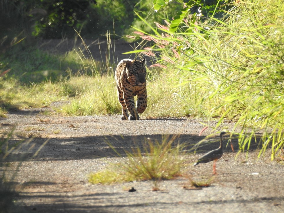 Onça-pintada encontrada em Formoso do Araguaia — Foto: Divulgação/Ricardo Ribeiro da Silva