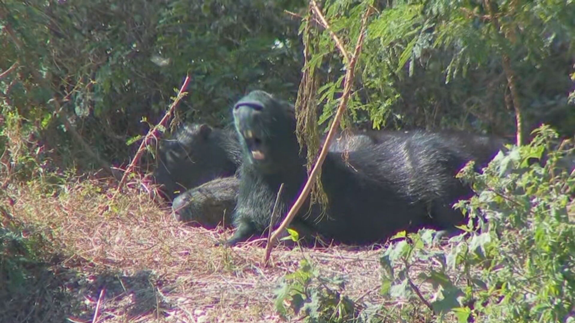 Capivaras azuis são flagradas em córrego de Jundiaí após derramamento de corante