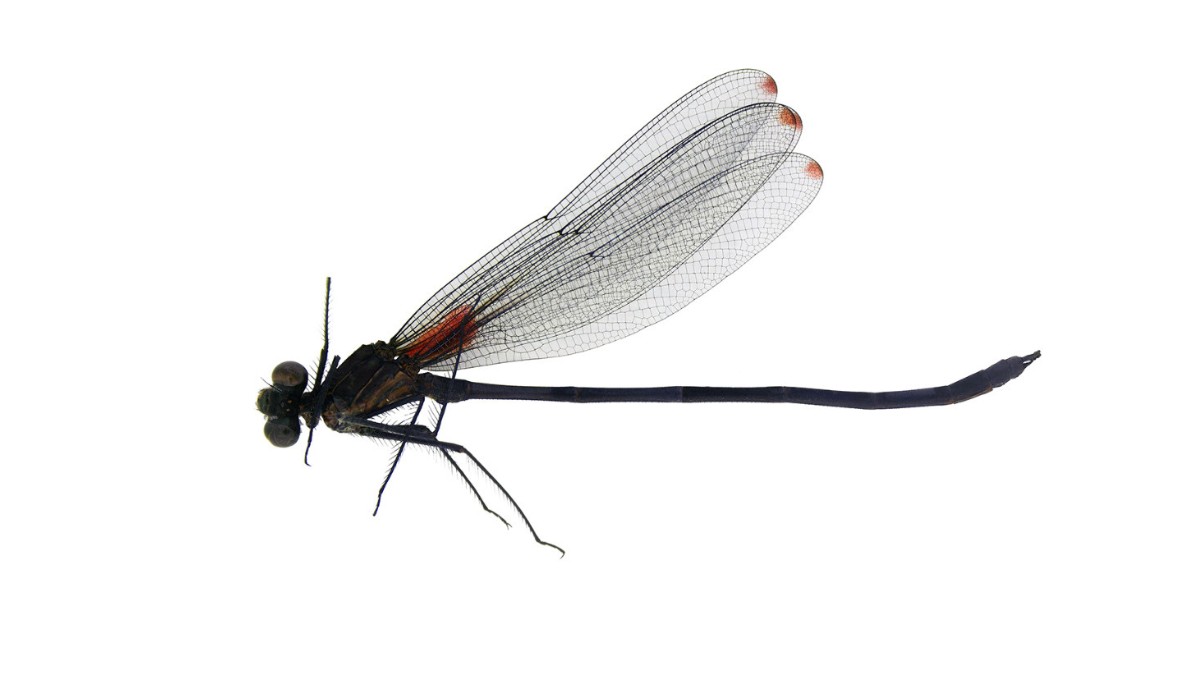 FOTO: 'Escondida' nas cachoeiras de MG, nova espécie de libélula é encontrada