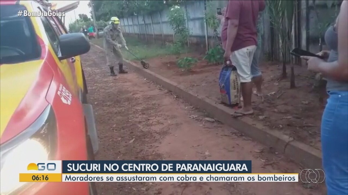 Sucuri verde é resgatada pelos bombeiros no quintal de casa em Goiás;  conheça a espécie, Goiás