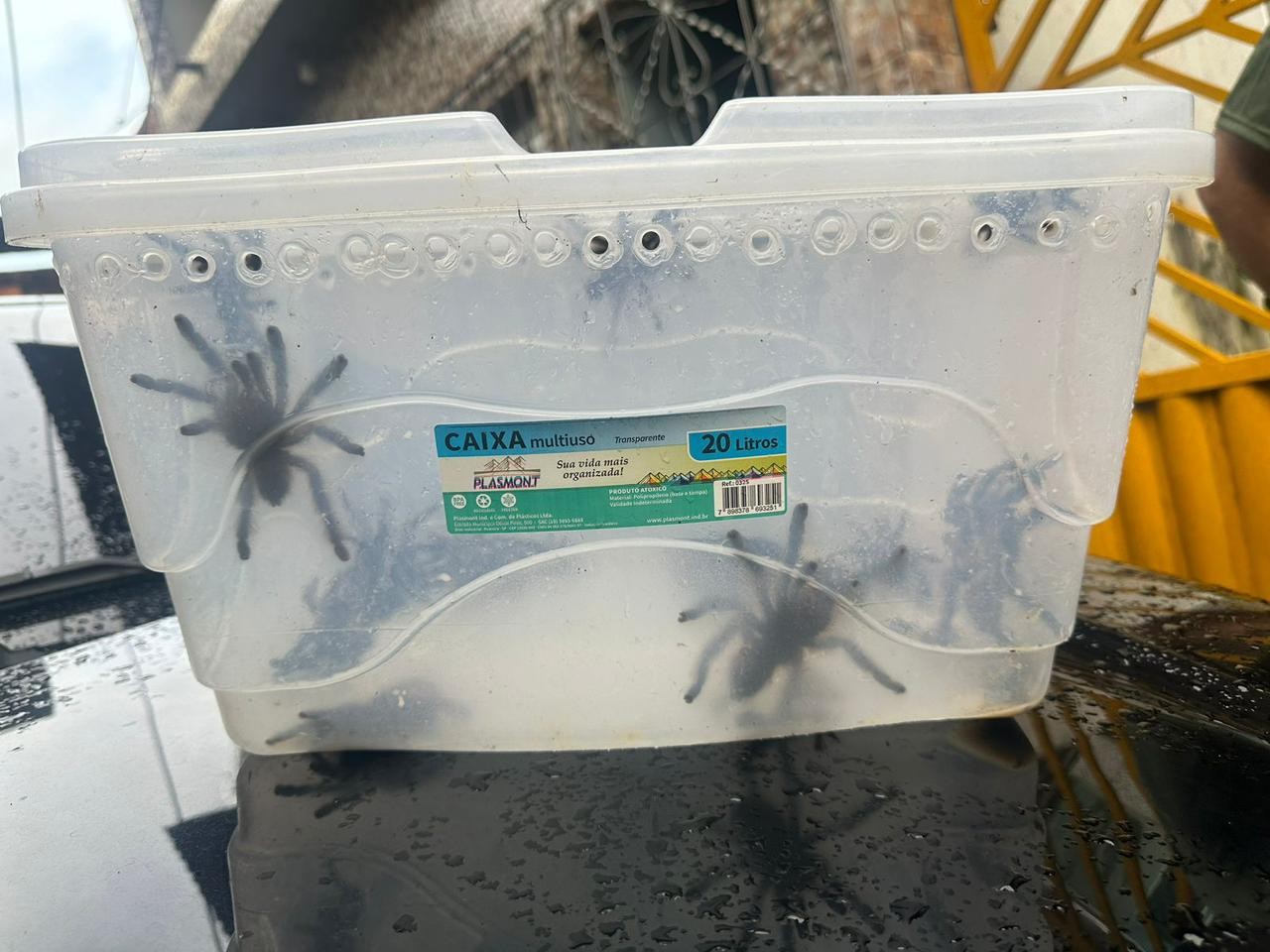 Cobras, aranhas e jacarés estão entre mais de 100 animais apreendidos em operação da PF no PA, SP e MA