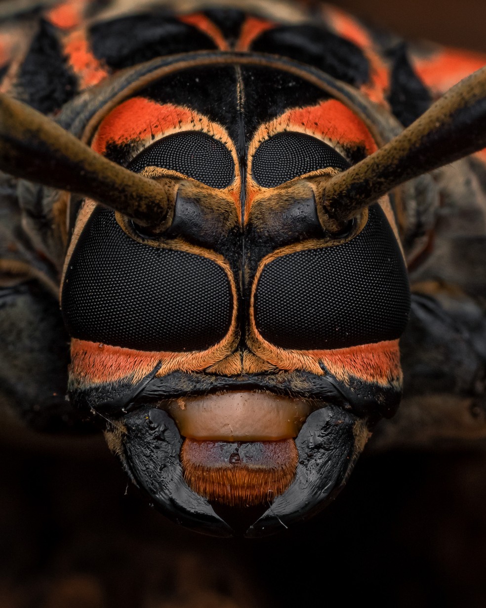 Temporada dos insetos chegou – Dedetizadora Portal