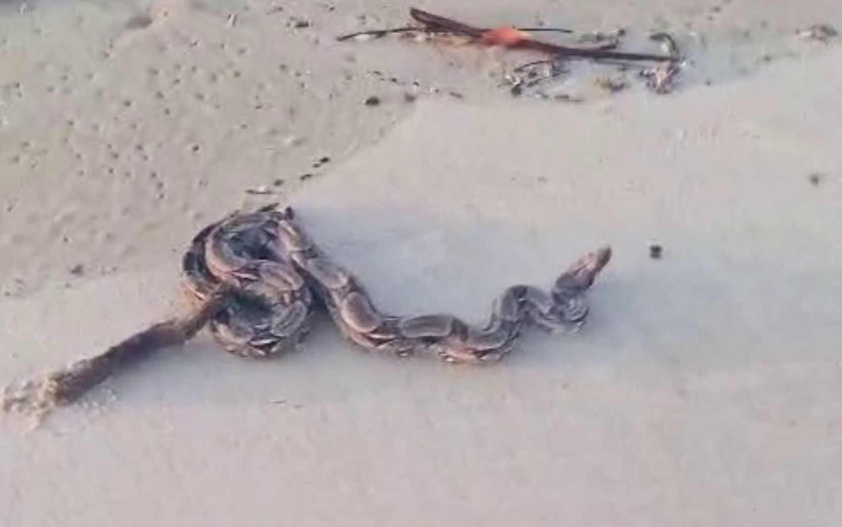 Jiboia é encontrada por banhistas na Praia da Atalaia em Aracaju