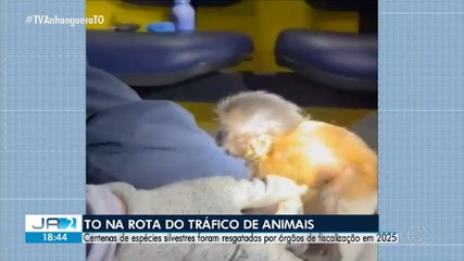 Centenas de espécies de animais silvestres são resgatados por órgãos de fiscalização