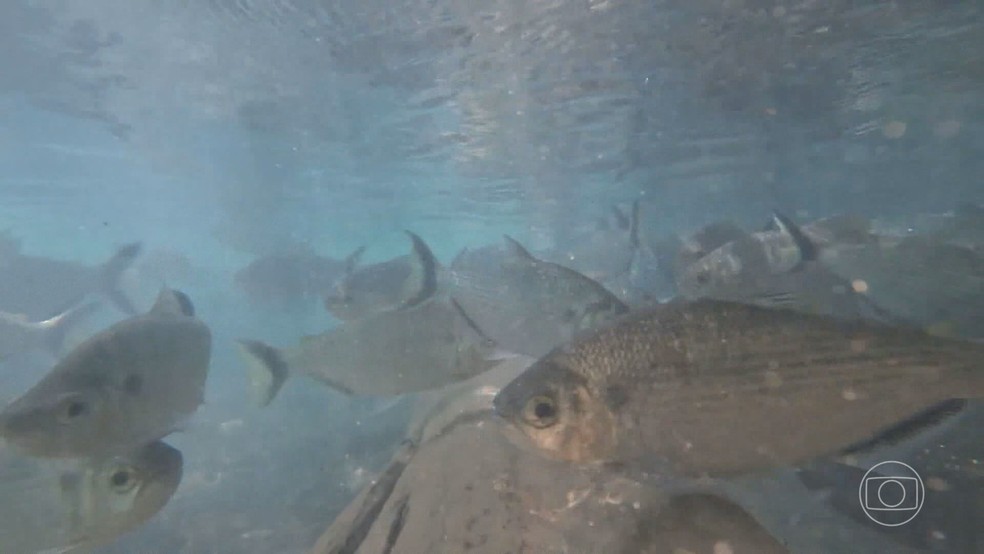 Desmatamento prejudica a alimentação dos peixes que ajudam no reflorestamento em MT — Foto: Reprodução/ TV Globo