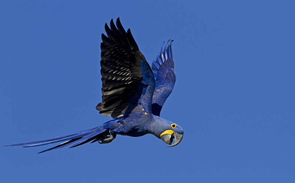 Arara-azul tem sotaque dependendo da região em que vive — Foto: Ciro Albano
