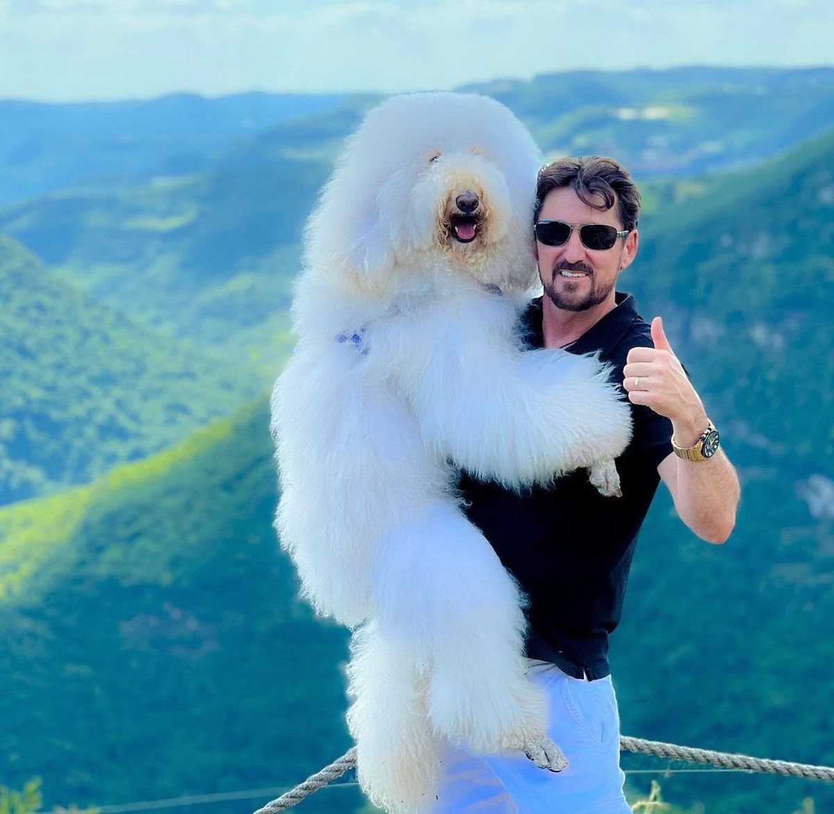 Conheça Bredy, o poodle gigante de 30 kg que faz sucesso nas redes