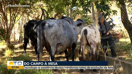 Produção da pecuária leiteira cresce no Tocantins