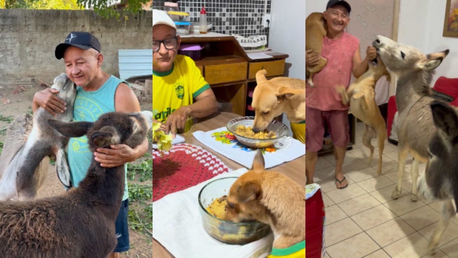 Cachorros sentam à mesa e jumentos abrem porta para comer em casa no Piauí; vídeo