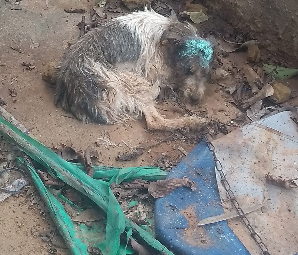 Cachorro vítima de maus-tratos foi resgatado em Junqueirópolis (SP) — Foto: Polícia Militar Ambiental