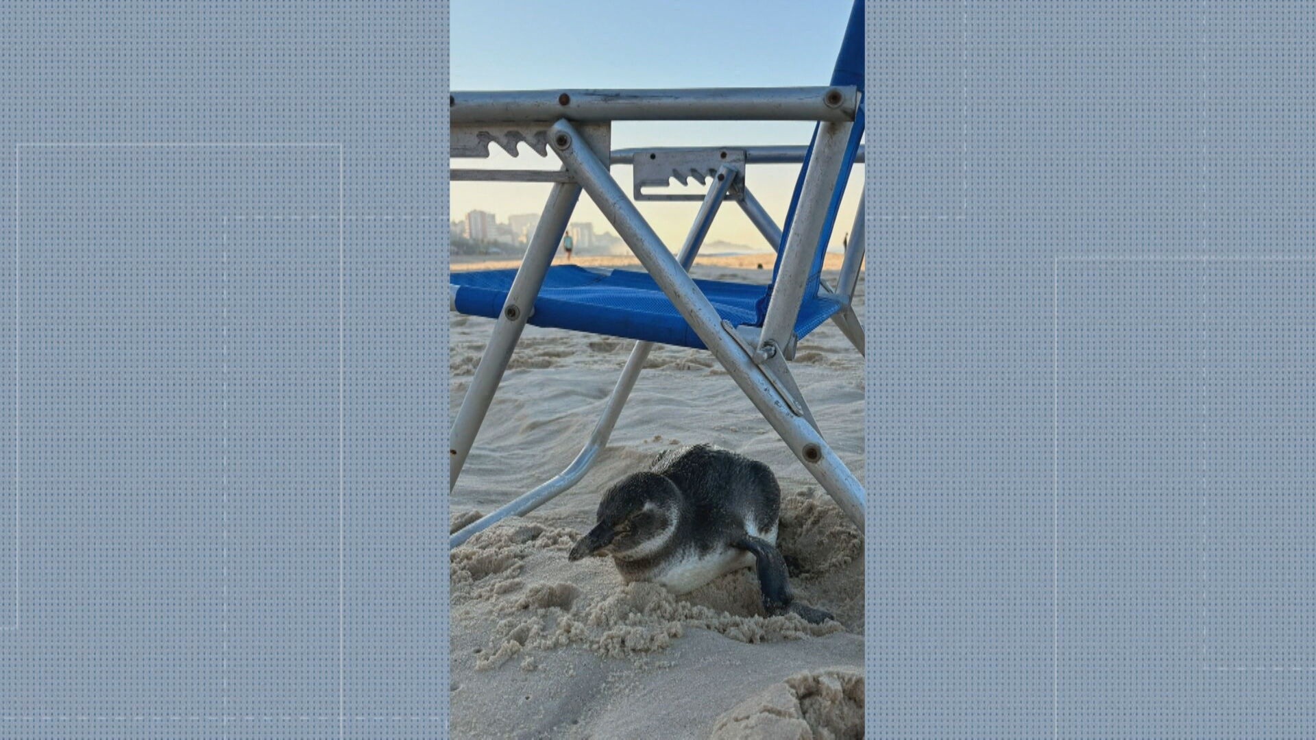 Pinguim dá ‘rolezinho’ na Praia de Ipanema, se abriga em cadeira de praia e surpreende banhistas