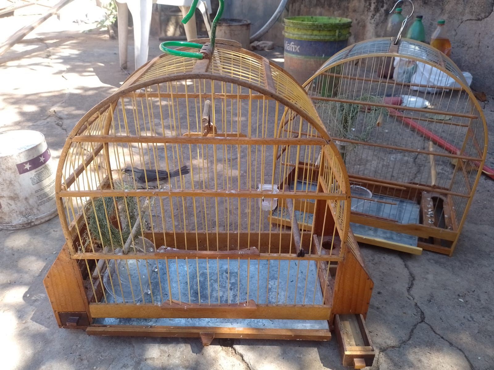 Homem é multado após Polícia Ambiental encontrar aves silvestres em cativeiro no oeste paulista