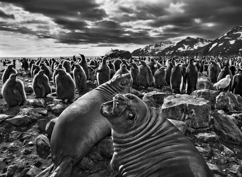 Foto de Salgado mostra filhotes de elefantes-marinhos-do-sul, na baía de Saint Andrews. — Foto: Sebastião Salgado