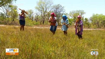 Licença para coleta de capim-dourado e buriti tem prazo até 31 de julho