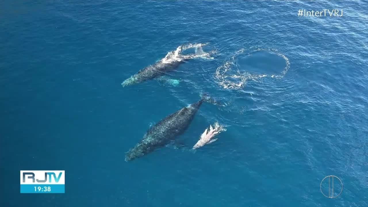 Família de baleias é avistada com filhote nas águas de Arraial do Cabo