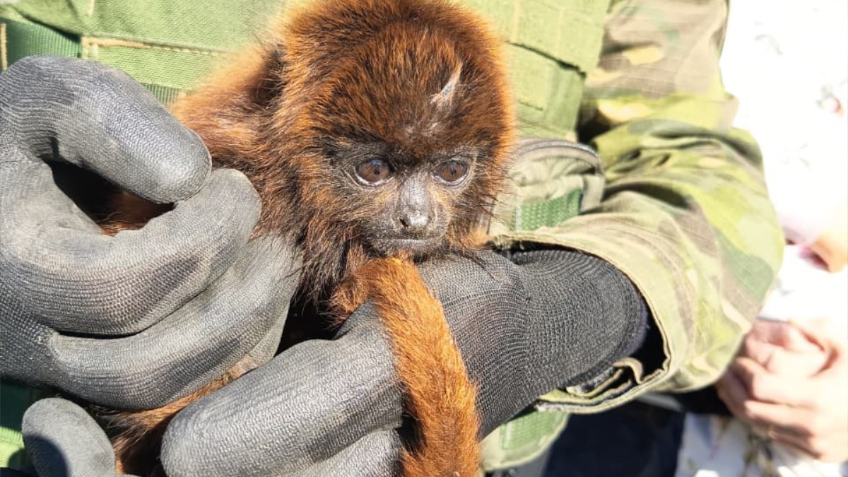 Moradores ouvem choro durante a noite e ajudam a resgatar filhote de bugio-ruivo no interior do RS; VÍDEO