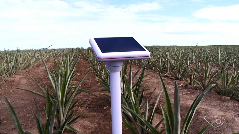 Produtores no Espírito Santo precisam colocar sensores nos campos para poder gerar mais dados para a utilização da Inteligência Artificial — Foto: Reprodução/TV Gazeta