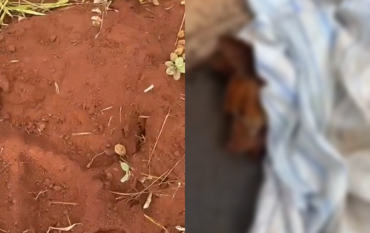 Cão morre após ser enterrado vivo no interior de SP; polícia investiga maus-tratos