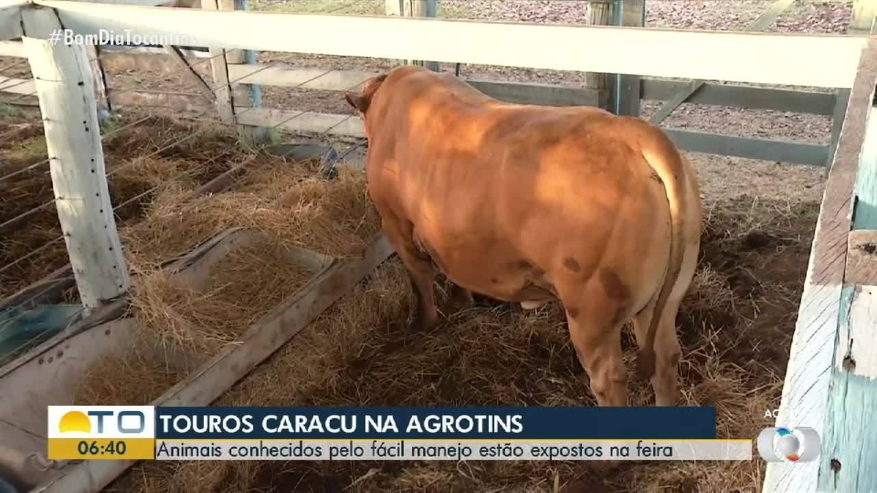 VÍDEOS: Bom dia Tocantins de quinta-feira, 14 de maio de 2026