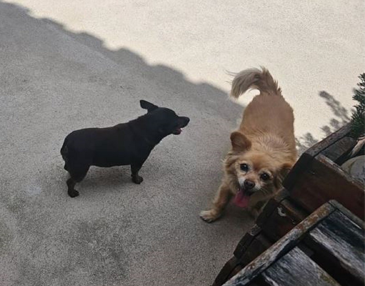 Duas cadelas são devolvidas mortas ao tutor após serem levadas por pet shop para banho e tosa em MG