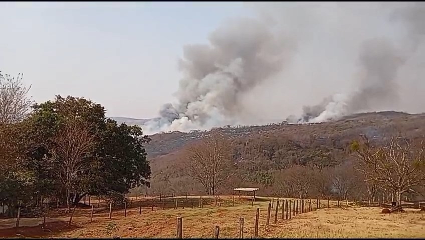 Recuperação de filhote de mico resgatado durante incêndio no Parque Estadual do Pau Furado levará meses: 'É um sobrevivente'