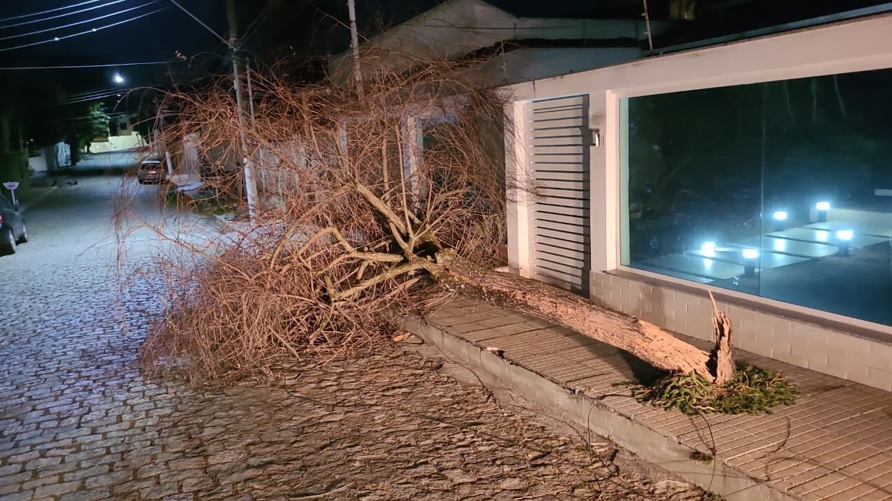 Vento de 71 km/h derruba árvore e interdita acesso a casa em Resende; ninguém ficou ferido
