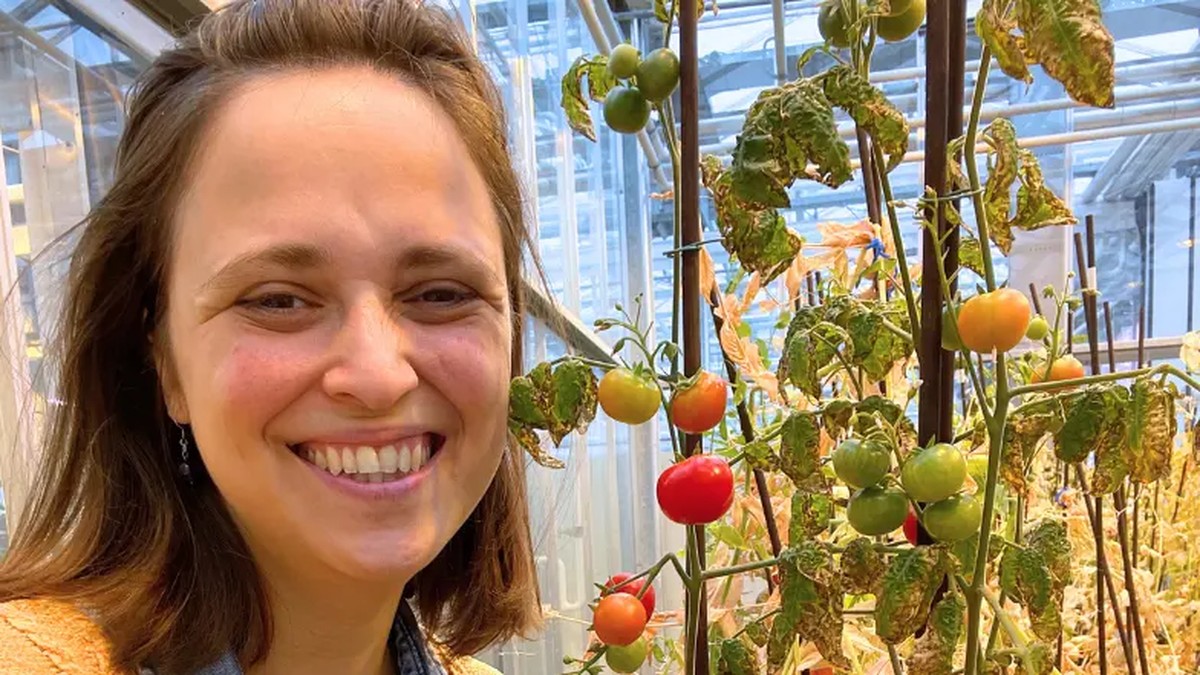 Tomates marcianos? Brasileira usa t&eacute;cnica maia para criar planta&ccedil;&otilde;es em  Marte | Agroneg&oacute;cios | G1