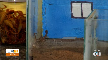 Saiba quais são os locais mais propícios para reprodução de escorpiões