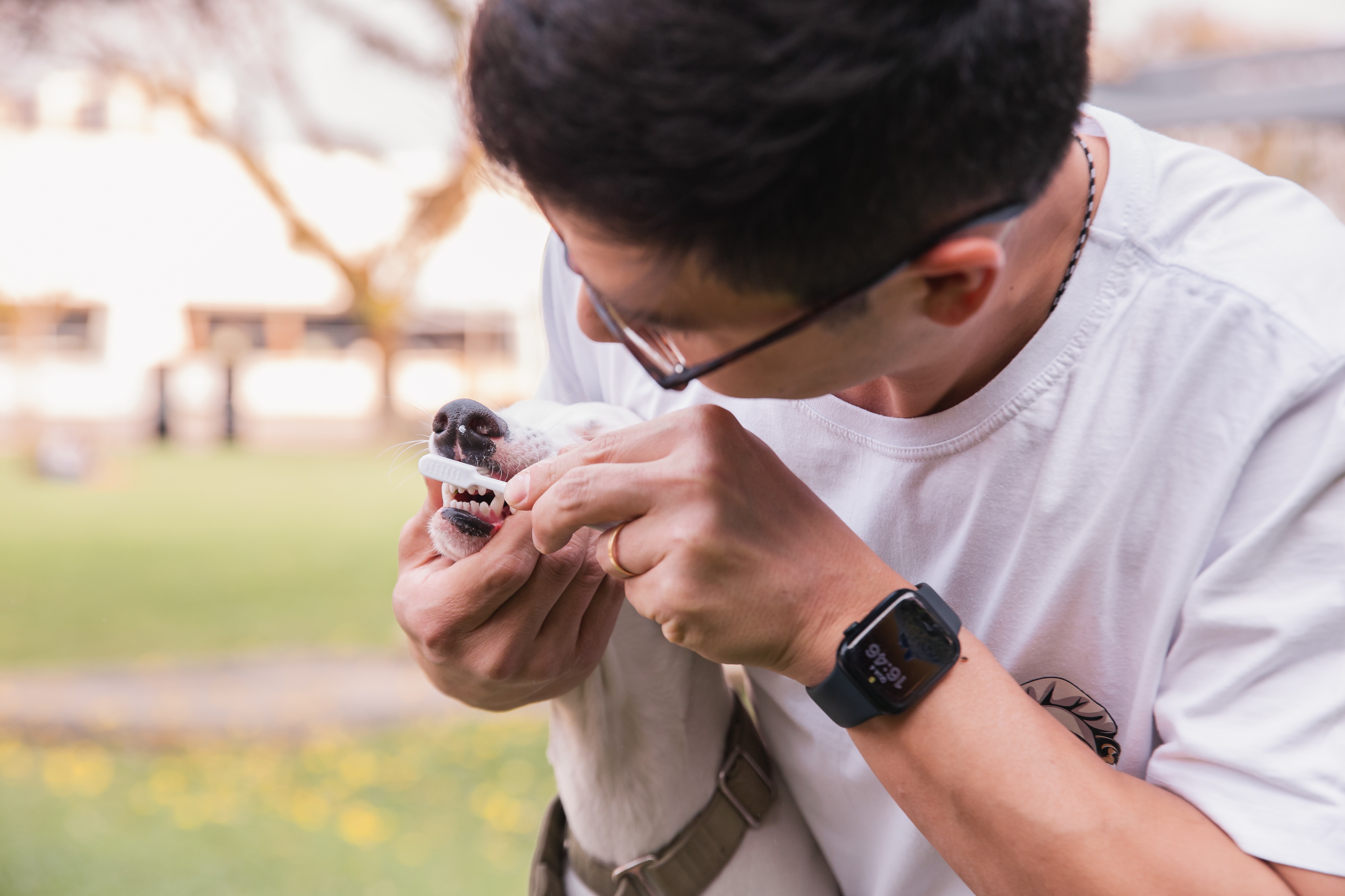 Alimentação natural e higiene bucal do cachorro: entenda a relação 
