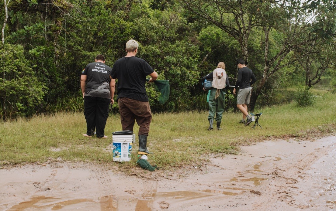 Pesquisadores encontram microplástico em peixes de riacho em SP