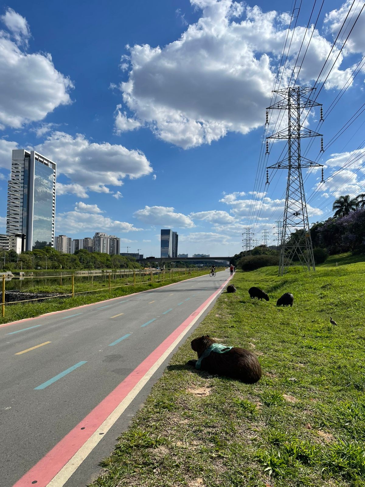 Capivara é vista com sacola plástica presa ao pescoço na ciclovia do Rio Pinheiros