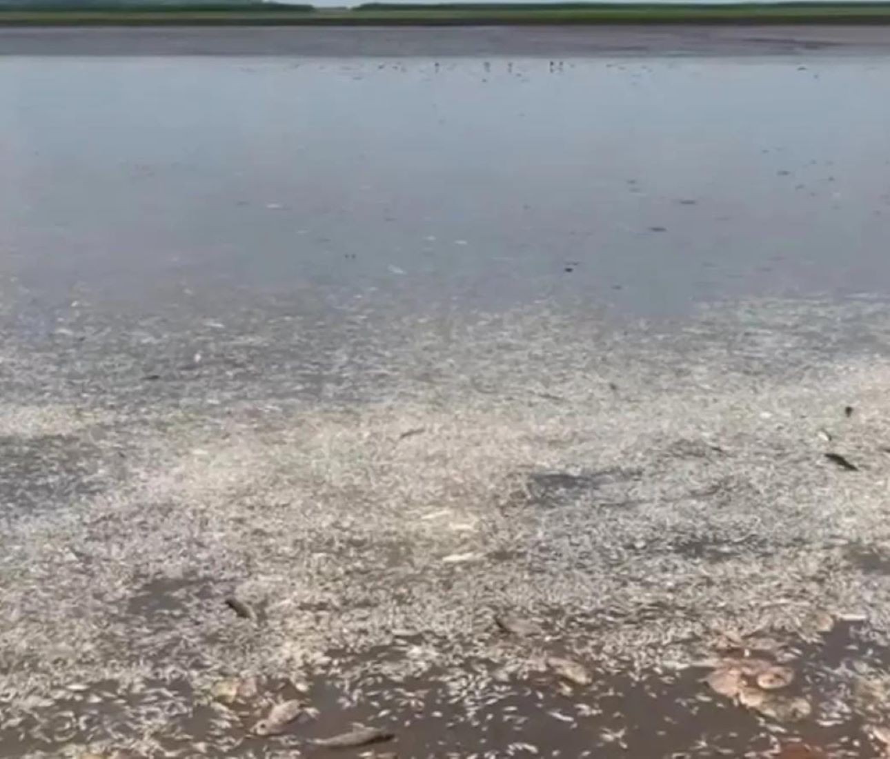 VÍDEO: Centenas de peixes aparecem mortos em lago no interior do MA
