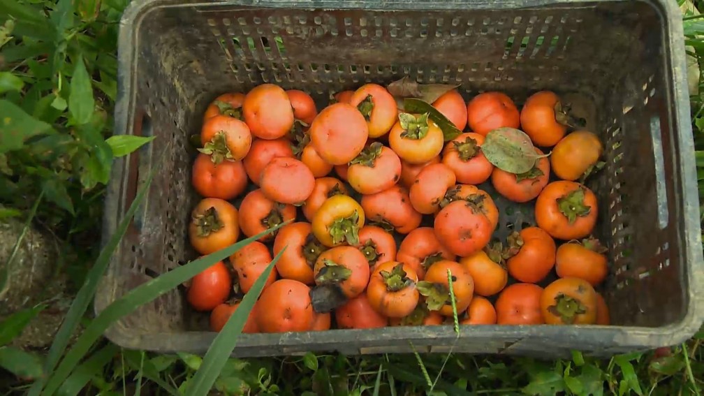 Produção de caqui ganha espaço e vira alternativa de renda no para produtores em Alfredo Chaves, Espírito Santo. — Foto: TV Gazeta