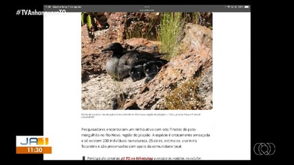 g1 Tocantins: ninho de patos selvagens raros é encontrado no Tocantins