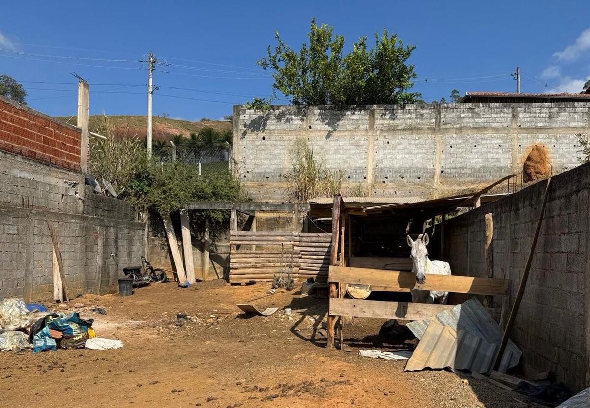 Desidratação e ambiente sem limpeza e proteção: homem é preso por maus-tratos a cavalos em Ubá 