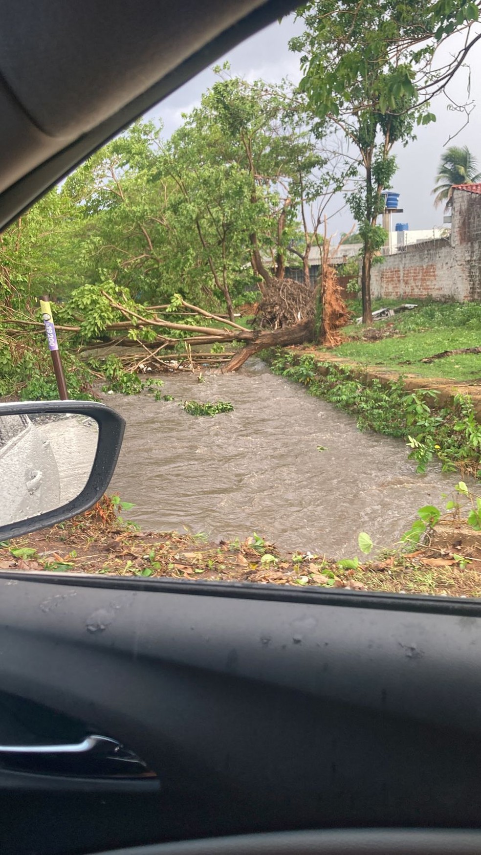 Árvore foi derrubada na avenida Pinheiro Machado — Foto: Reprodução/WhatsApp