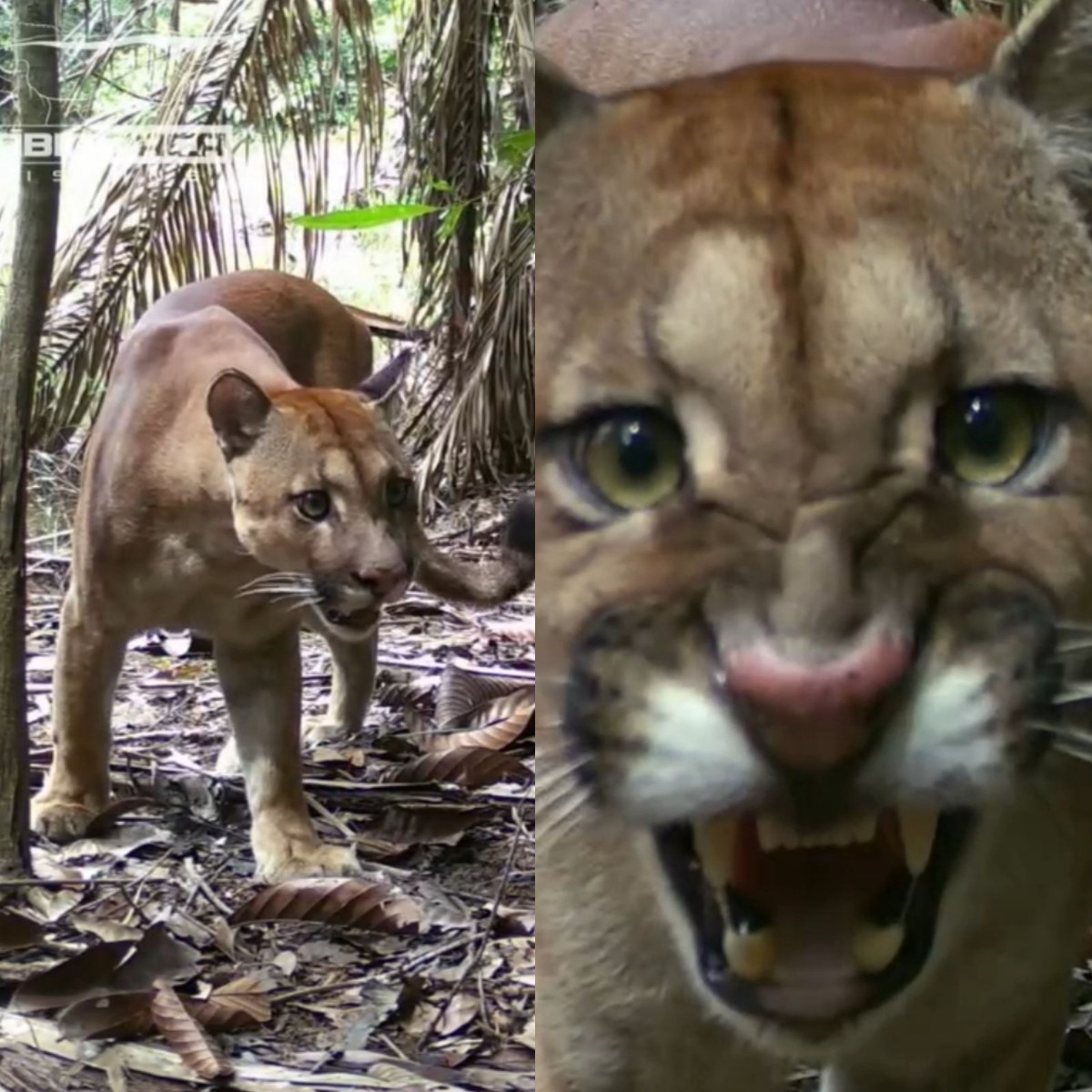 VÍDEO: Pescador instala câmera a caminho da pescaria e flagra onça farejando rastro deixado por ele em RO