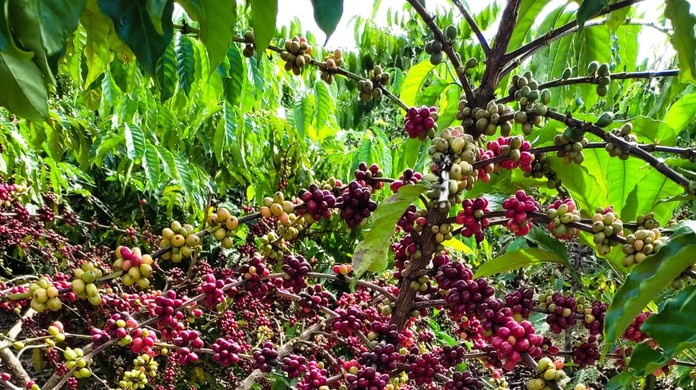 ESPECIAL CAFÉ: Robusta amazônico - Portal Campo Vivo