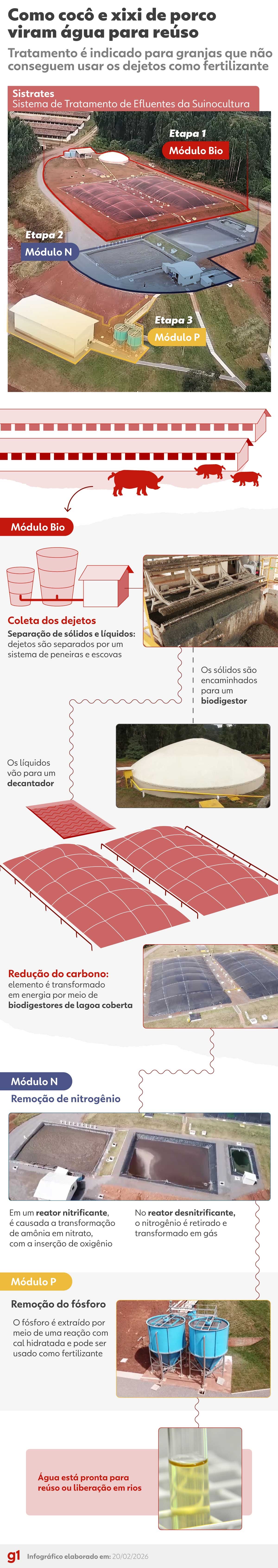 Cocô e xixi de porcos podem virar água potável (e até mesmo cerveja) com sistema de tratamento; entenda