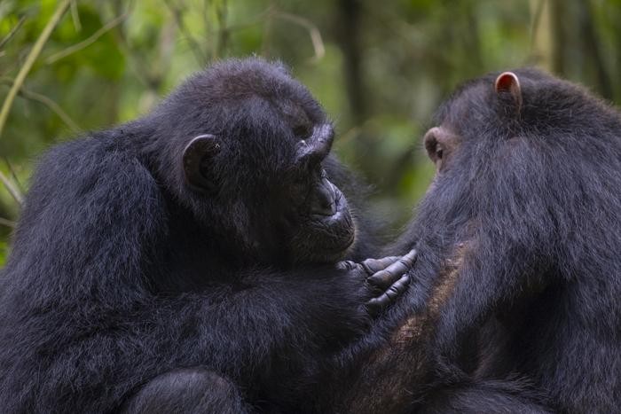 Chimpanzés são vistos fazendo primeiros socorros e pesquisadores descobrem plantas medicinais; VÍDEO