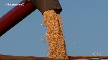 Metade das lavouras do milho safrinha já foram colhidas no Tocantins, diz Conabe