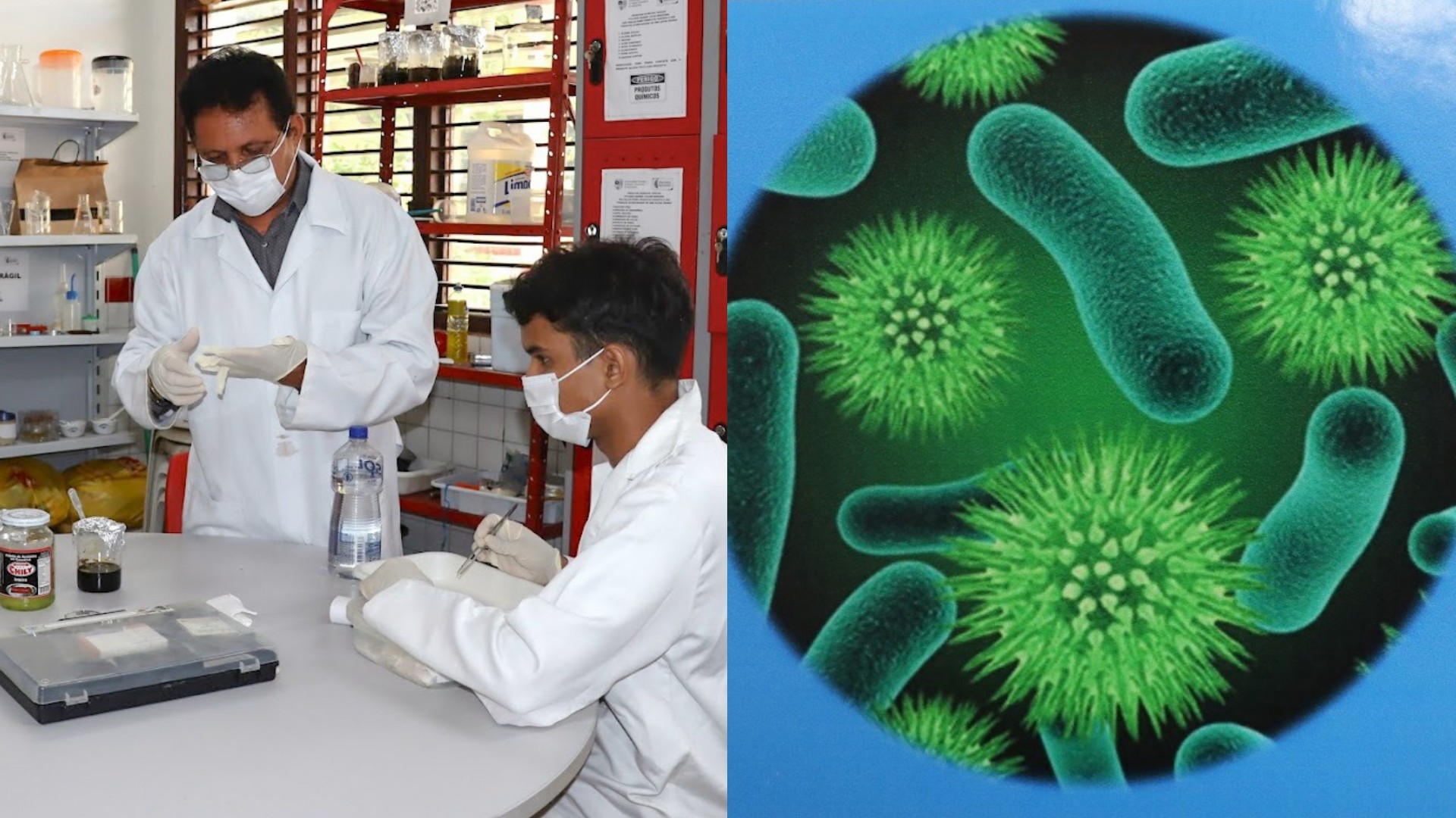 Estudantes do MA descobrem nova bactéria com aplicação em biofertilizantes