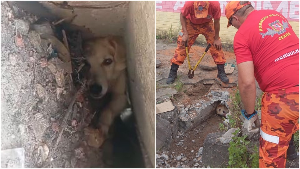 Bombeiros resgatam cão que ficou confinado embaixo de calçada em Fortaleza. — Foto: Reprodução