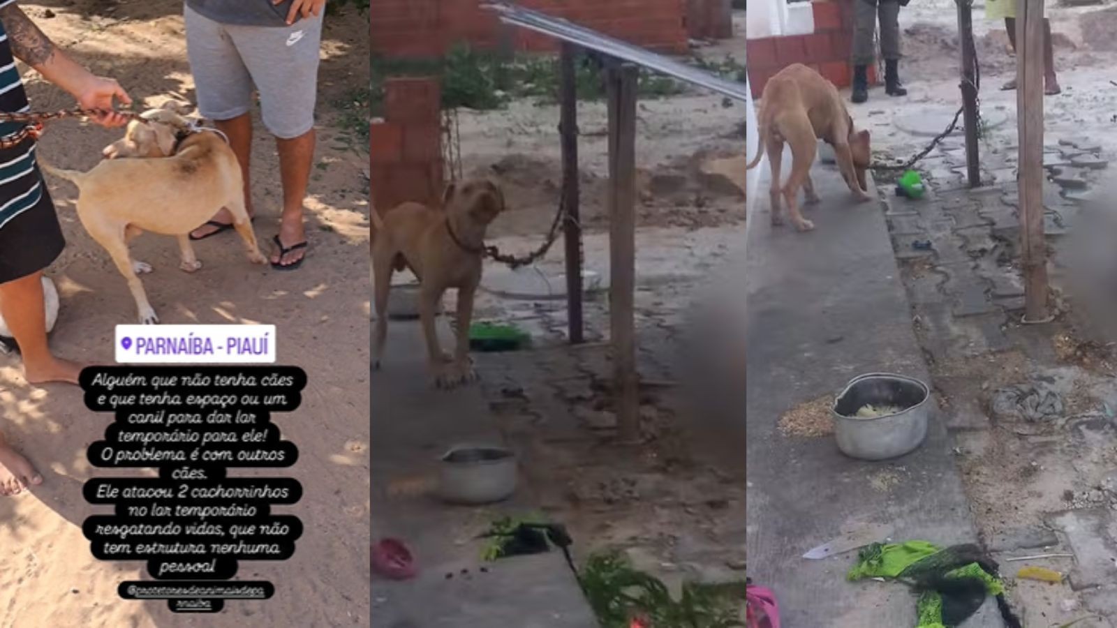 Cachorro resgatado acorrentado e sem água ataca cães em abrigo no PI após trauma; protetores pedem ajuda 