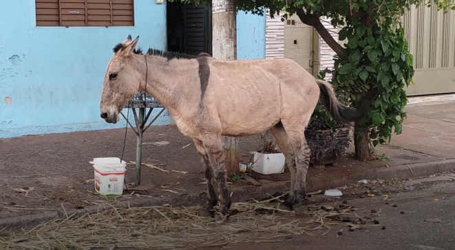 Bombeiros resgatam cavalo que caiu em mata-burro em fazenda de Anápolis, Goiás