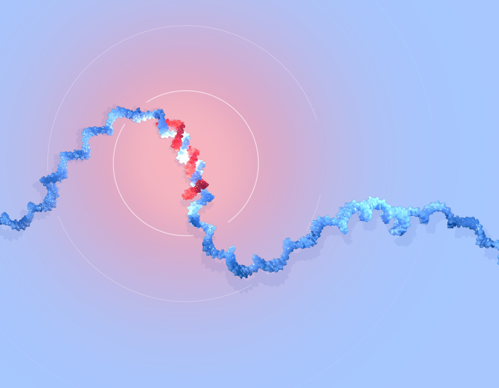Ilustração mostra a estrutura de um microRNA (miRNA), destacando sua forma e composição molecular. — Foto: Nobel Assembly at Karolinska Institutet in Stockholm