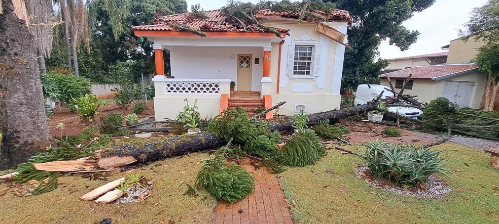 Em Itapetininga (SP) a queda de uma árvore de 20 metros destruiu parte do telhado de um casarão histórico no centro da cidade e atingiu um veículo. — Foto: Reprodução/Instituto Educação