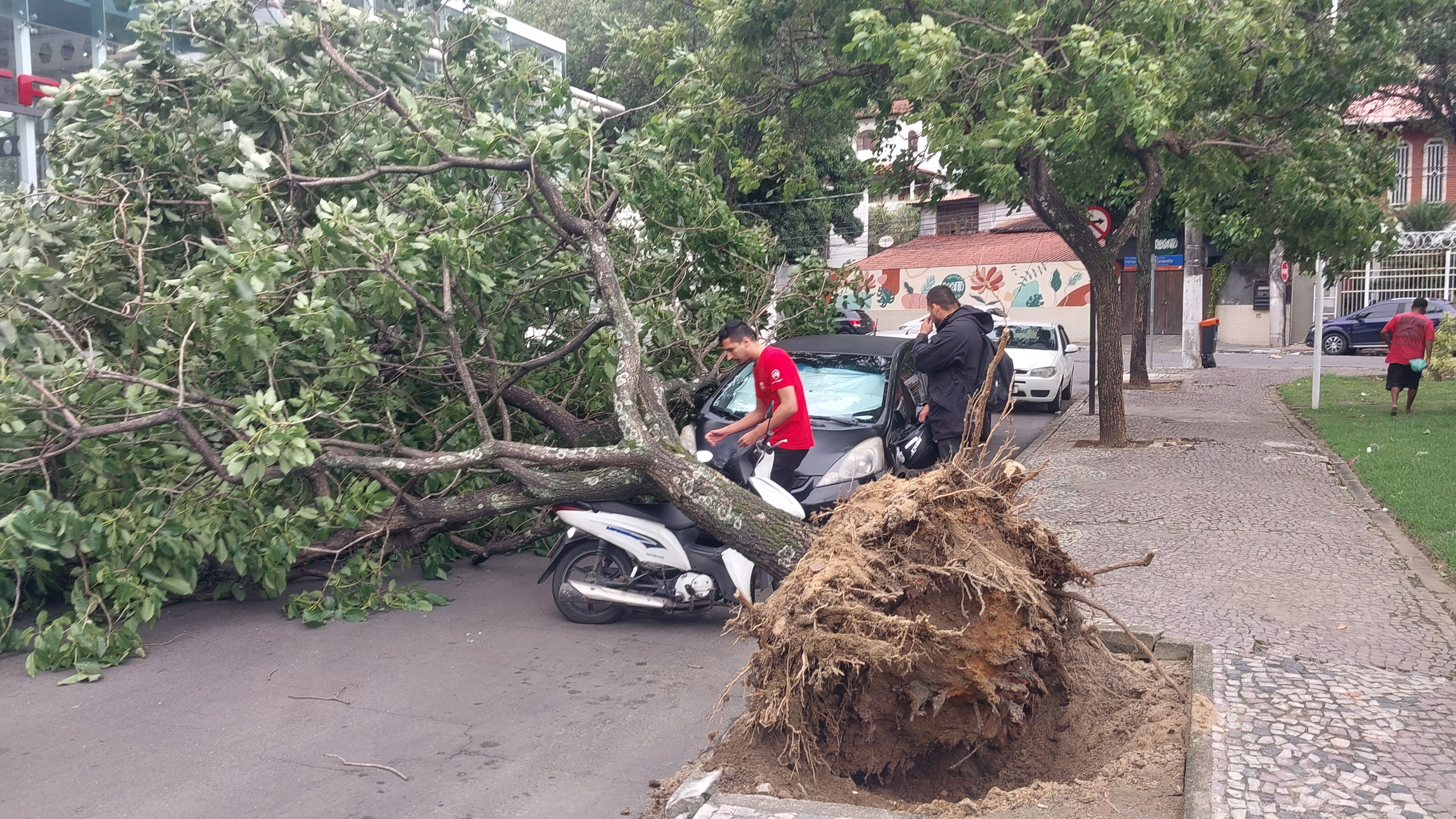 Ventos de mais de 70 km/h derrubam árvores, danificam veículos e destelham escola no ES
